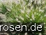 Lampenputzergras 'Hameln' (Pennisetum alopecuroides)