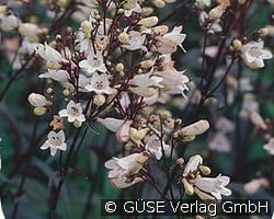 Bronze-Bartfaden kaufen, click for more details Bronze-Bartfaden