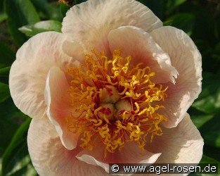Apricot Queen