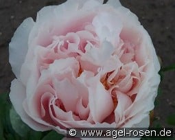 Blushing Princess kaufen, click for more details Blushing Princess