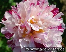 Candy Stripe kaufen, click for more details Candy Stripe