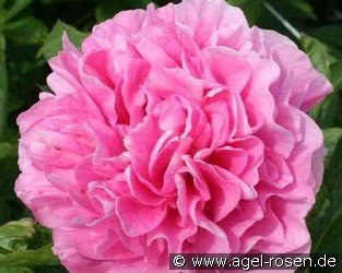 Carnation Bouquet