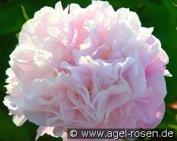 Catharina Fontijn kaufen, click for more details Catharina Fontijn