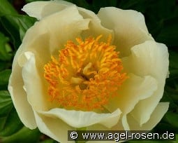 Claire de Lune kaufen, click for more details Claire de Lune