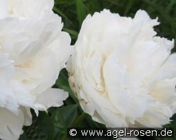 Class Act kaufen, click for more details Class Act