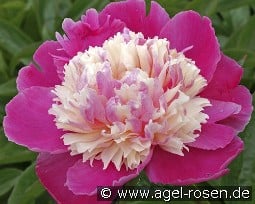 Cora Stubbs kaufen, click for more details Cora Stubbs