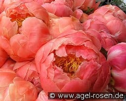 Coral Charm kaufen, click for more details Coral Charm