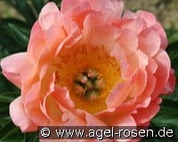 Coral Sunset kaufen, click for more details Coral Sunset