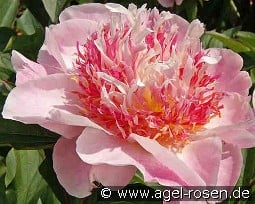 Do Tell kaufen, click for more details Do Tell