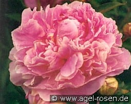 Dr. Alexander Fleming kaufen, click for more details Dr. Alexander Fleming