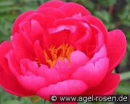 Ellen Cowley kaufen, click for more details Ellen Cowley