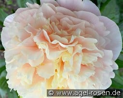 Elsa von Brabant kaufen, click for more details Elsa von Brabant