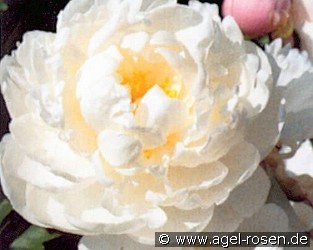 Gardenia