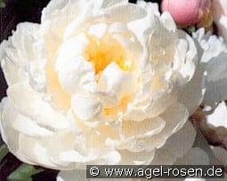 Gardenia kaufen, click for more details Gardenia