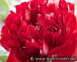 Henry Bockstoce kaufen, click for more details Henry Bockstoce