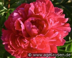 Kansas kaufen, click for more details Kansas