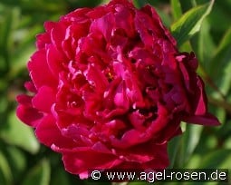 Karl Rosenfield kaufen, click for more details Karl Rosenfield