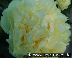 Lemon Chiffon