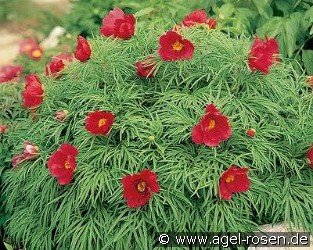 Little Red Gem