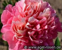 Lorelei kaufen, click for more details Lorelei