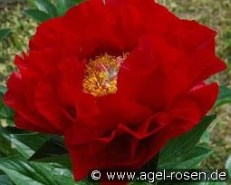 Mackinac Grand kaufen, click for more details Mackinac Grand