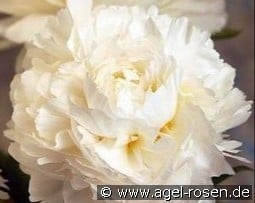 Madame Claude Tain kaufen, click for more details Madame Claude Tain