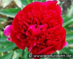 Many Happy Returns kaufen, click for more details Many Happy Returns