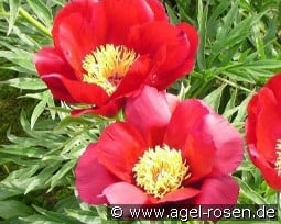 Merry Mayshine kaufen, click for more details Merry Mayshine