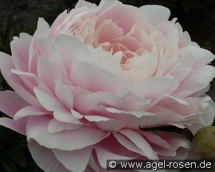 Mrs. F. D. Roosevelt