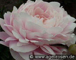 Mrs. F. D. Roosevelt kaufen, click for more details Mrs. F. D. Roosevelt