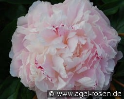 Norma Volz kaufen, click for more details Norma Volz