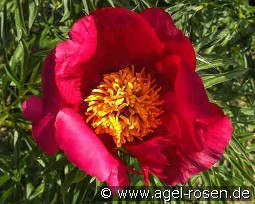 Paeonia anomala Laa