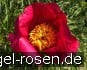 Buy Paeonia anomala Laa
