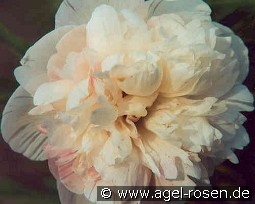 Paeonia off. Alba Plena