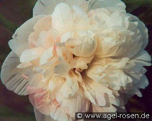 Paeonia off. Alba Plena