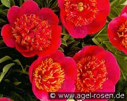 Paeonia off. Anemoniflora