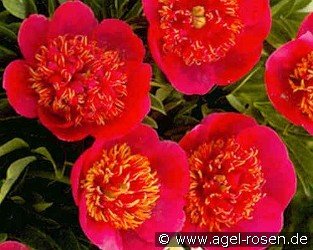 Paeonia off. Anemoniflora