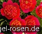 Buy Paeonia off. Anemoniflora