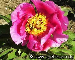 Paeonia off. Mollis