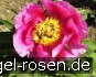 Buy Paeonia off. Mollis