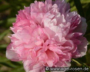 Paeonia off. Mutabilis Plena