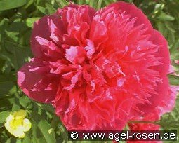 Paeonia off. Rosea Plena