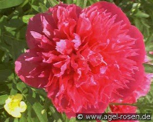 Paeonia off. Rosea Plena