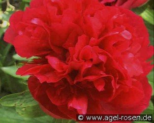 Paeonia off. Rubra Plena