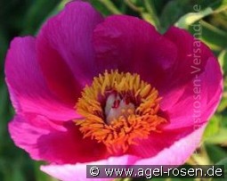 Paeonia officinalis