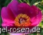 Buy Paeonia officinalis