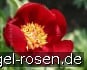 Buy Paeonia peregrina