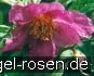 Buy Paeonia veitchii