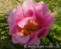 Paeonia x klausii