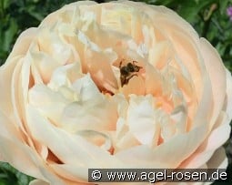 Pastelegance kaufen, click for more details Pastelegance